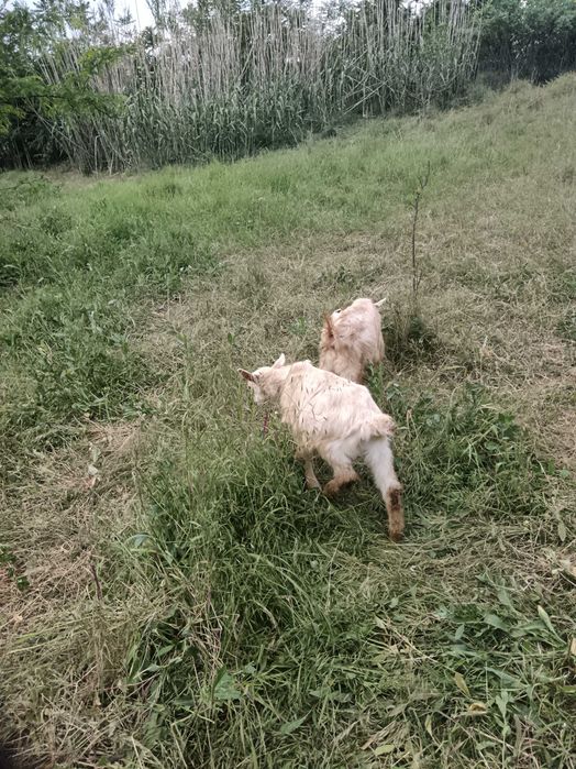 Vând tap 4 luni și jumătate