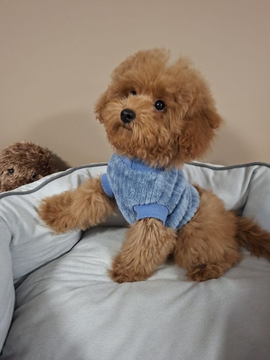 Мини  Момченце / Родословие Три Ваксини