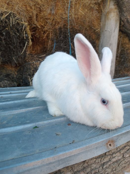 Femelă iepure Fluture German Janet pe alb– 1 an, 4 kg – sănătoasă