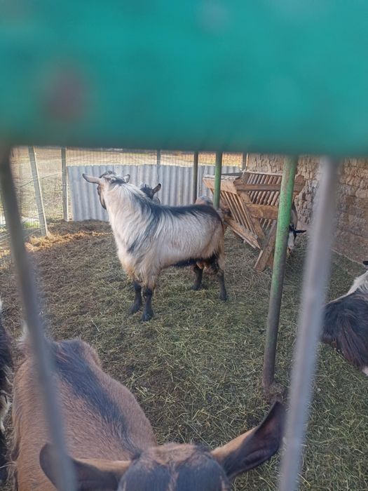 Tap de vânzare  1 an jumate