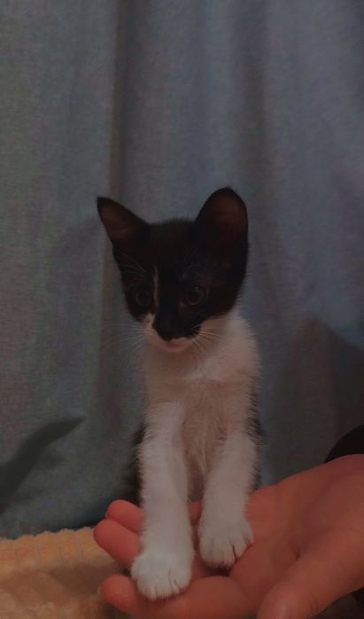 Отдам в хорошие руки