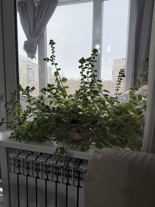 Плектрантус( домашняя мята)