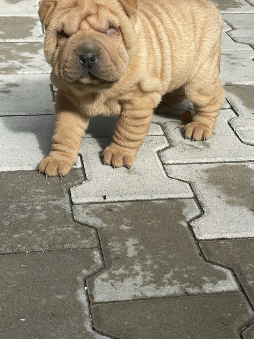 Femela din rasa sharpei
