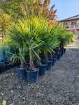 palmieri trachycarpus rezistenti la ger