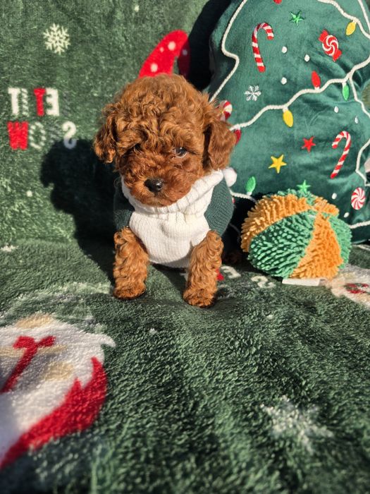 Запазено! Пудел той/Toy poodle/Момчета 100% той