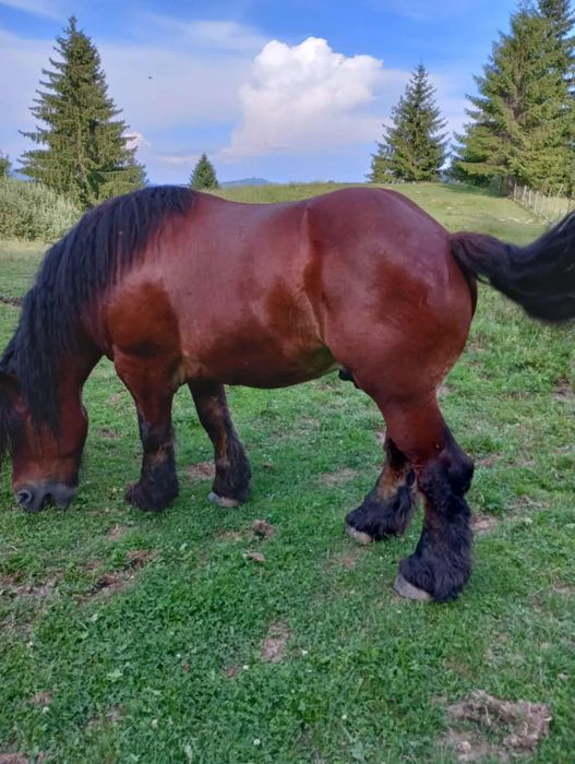 Cal de vanzare, cuminte și garantat la trăsură