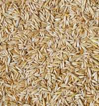 Vand grâu  triticale   ovaz