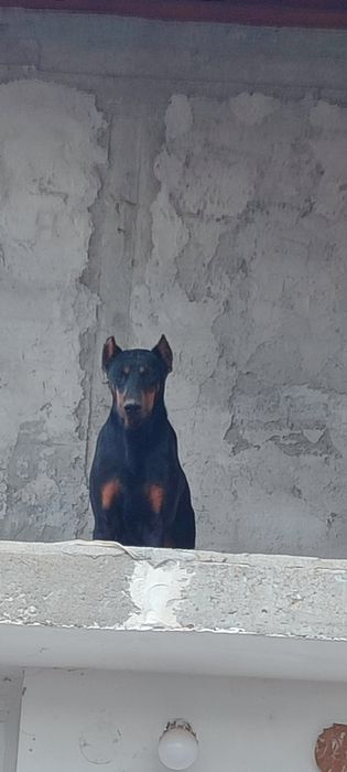 Продавам  цветни  родословни добермани