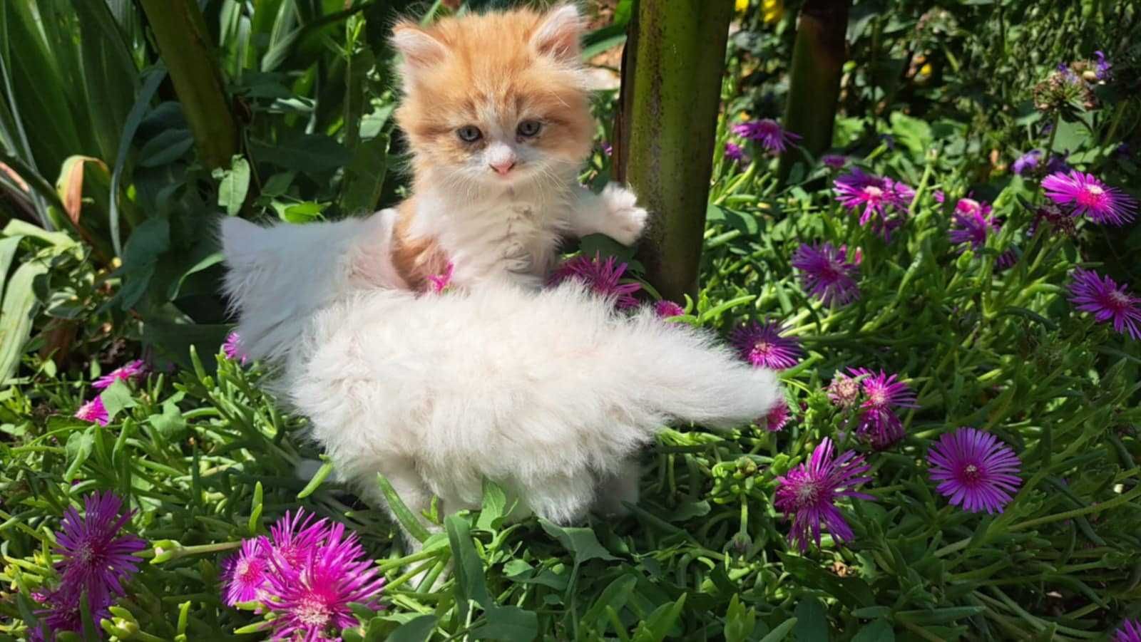 Продавам Ангорски котенца