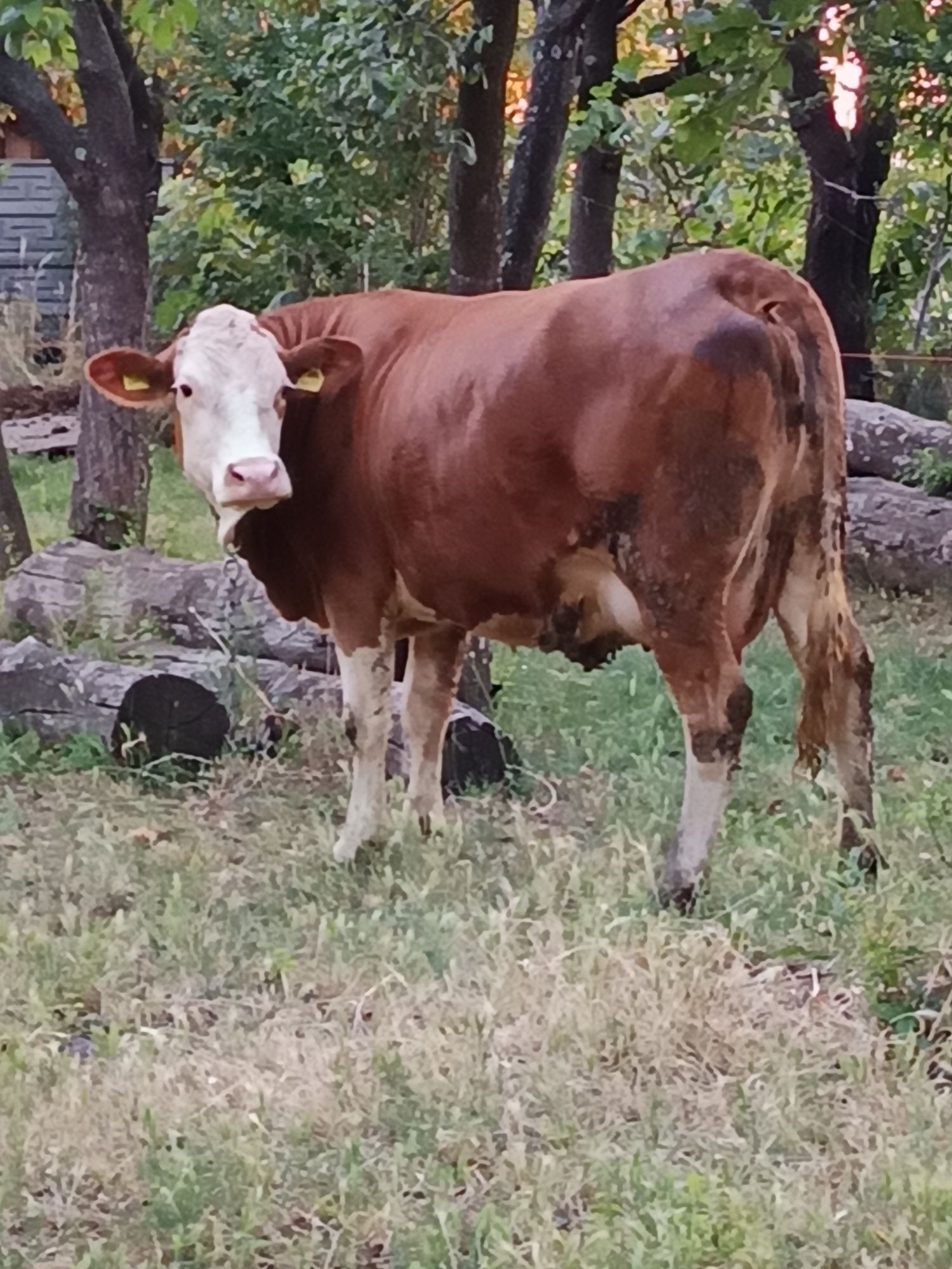 Vând junincă la prima fătare