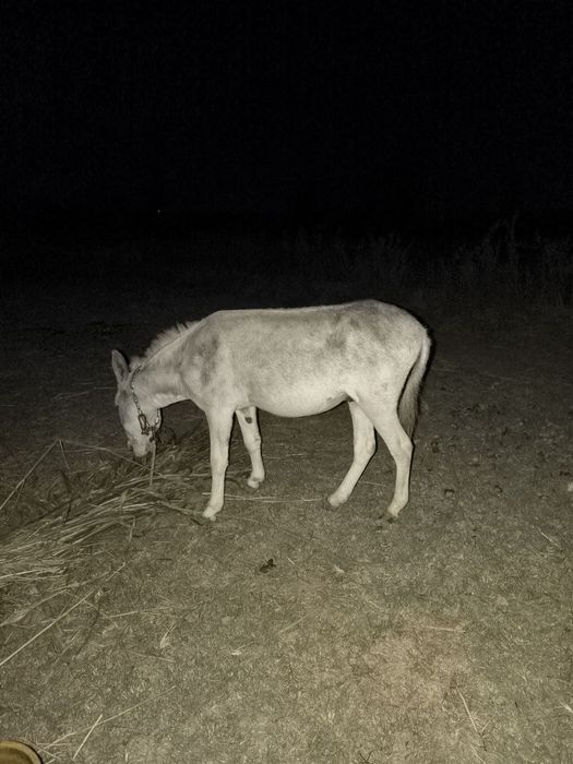 Eshak, осел, donkey