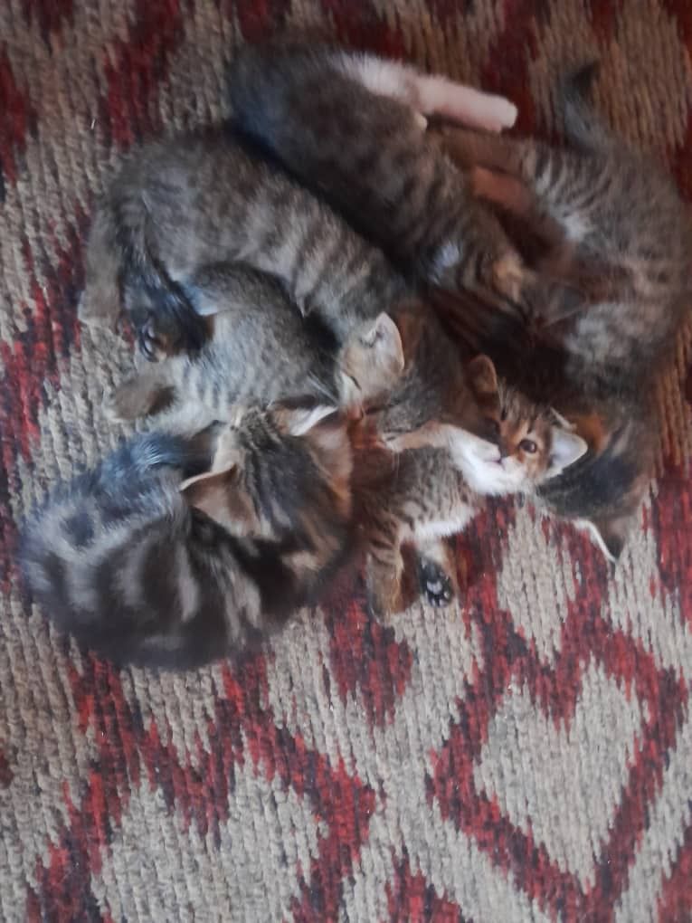 Mushukchalar yaxshi qo'llarga bepul beriladi