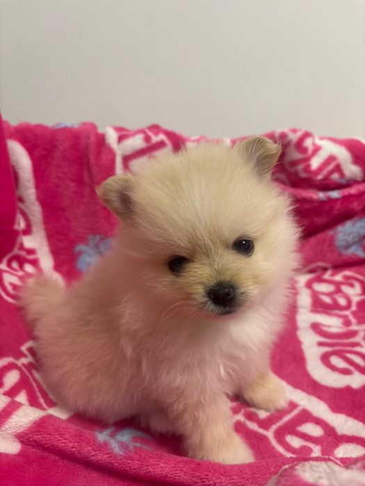 Pui Pomeranian.