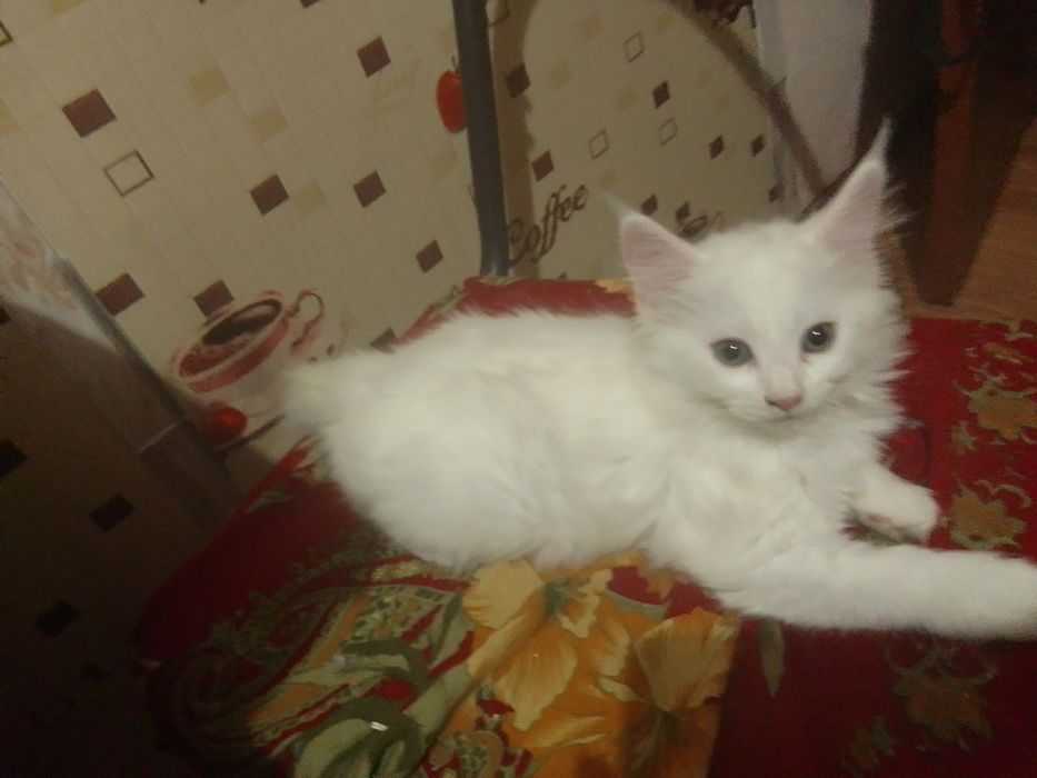 Кошечка девочка мейнкунчик