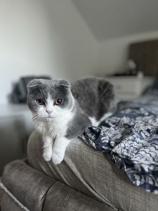 Scottish Fold - femela tanara - pedigree