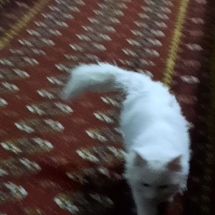 Пушистый рассия мушики