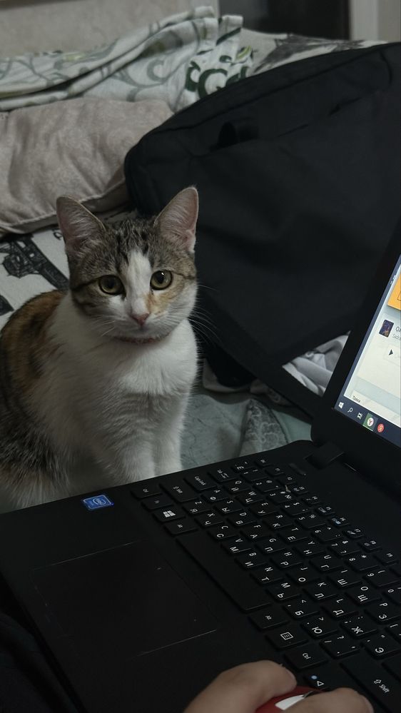 Продаётся котятт