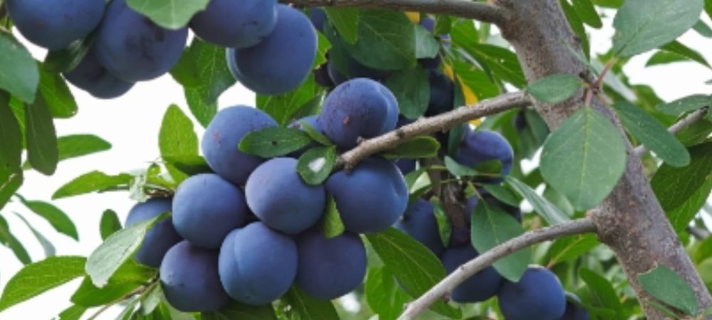 Aluni soiuri.Nuci altoiti Chandler Cires.Prun.Aronia.Afin.Migdal>RO.UE