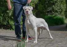 Femela Dogo Argentino
