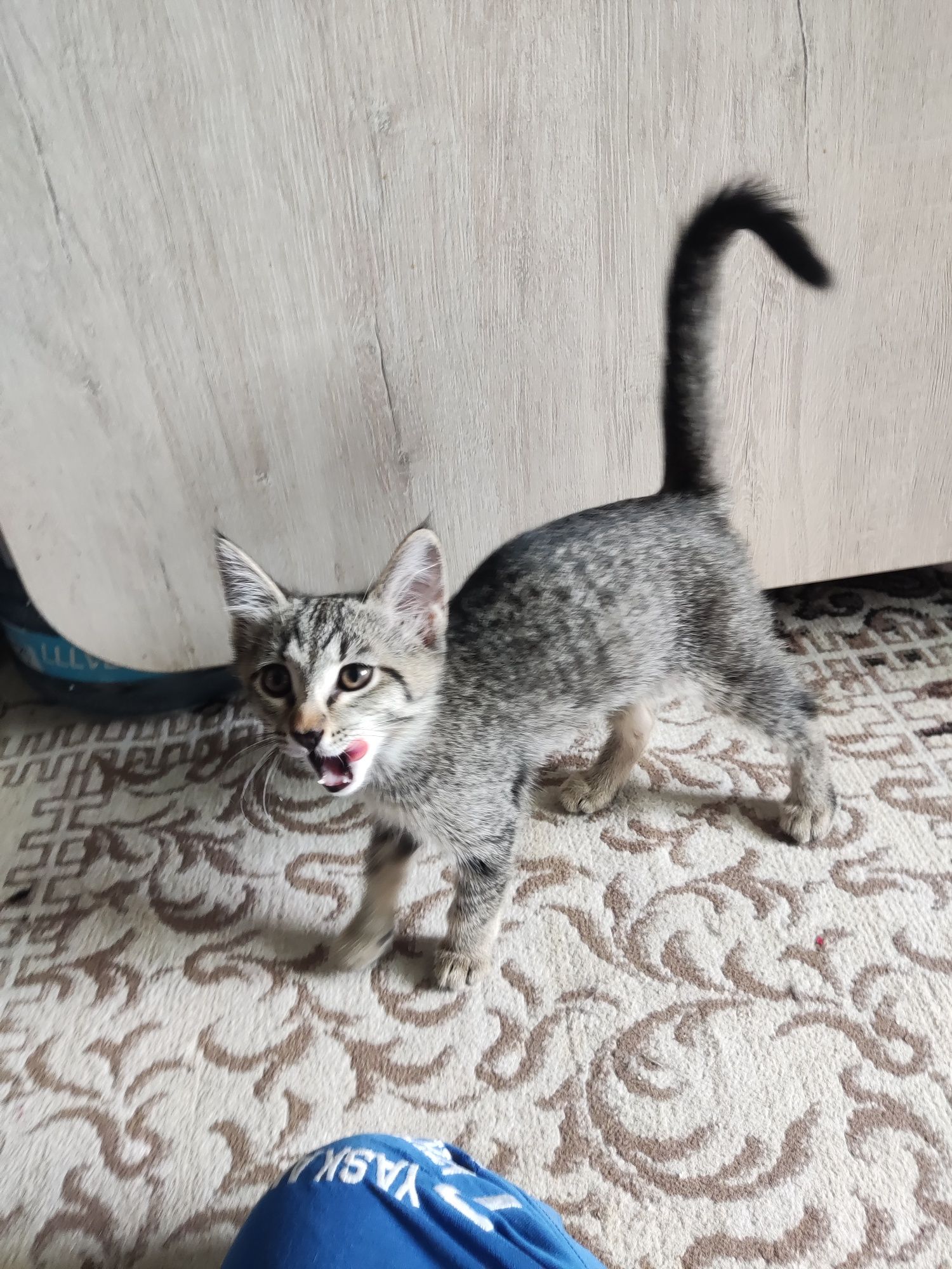 Ищем добрые руки для котят!