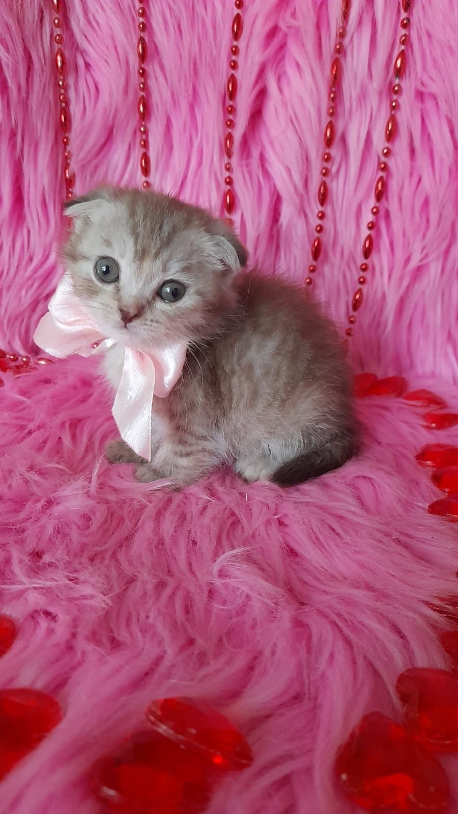 Вислоухие котята