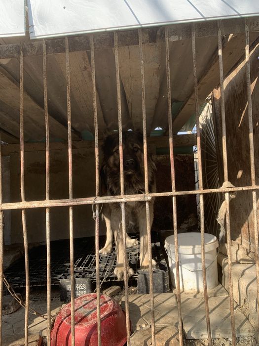 Sabaka ismi bato sabaka juda yuvosh erkag