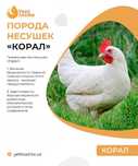 Несушка сенди товук сотилади