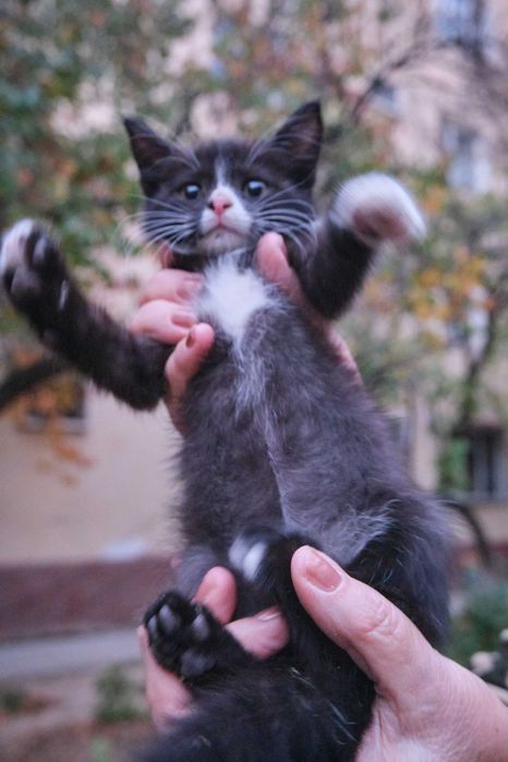 Котенок 2–3 месяца