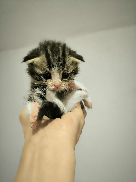 Отдам в хорошие руки котят