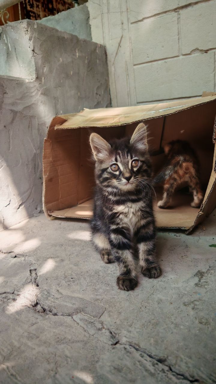 Котонок мей кун малчик