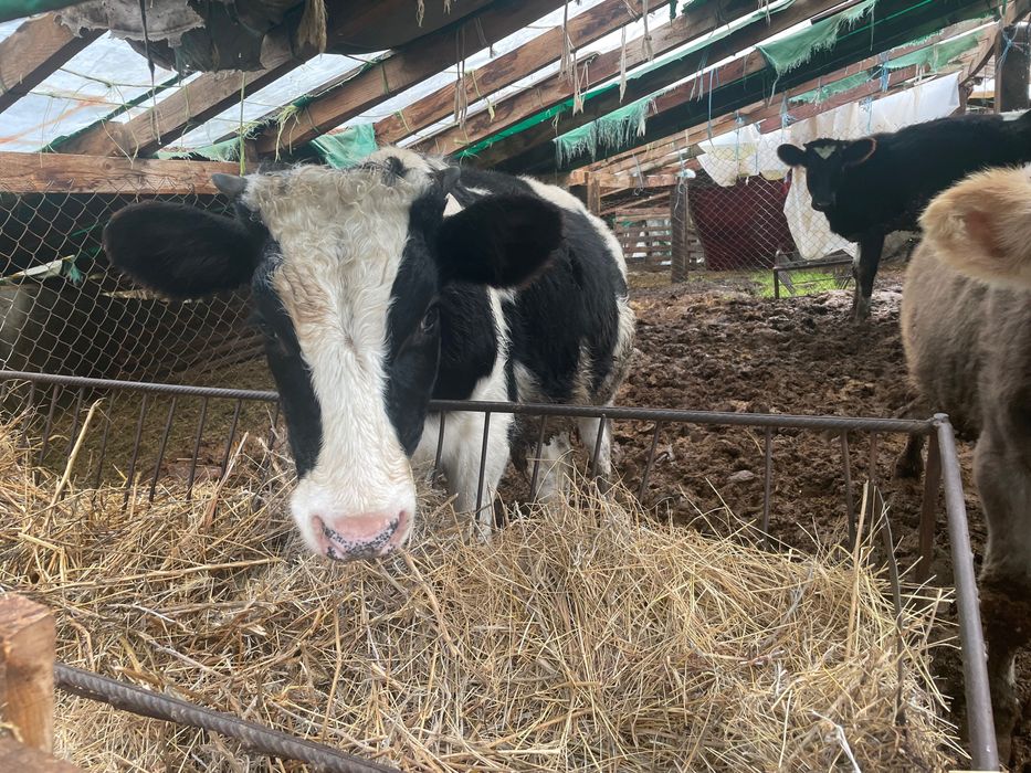 Спешно 3 телета мъжки