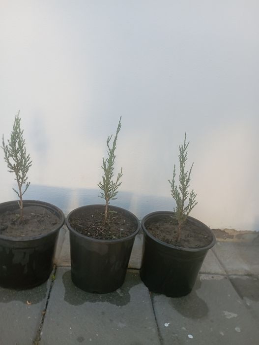 Pomi ornamentali