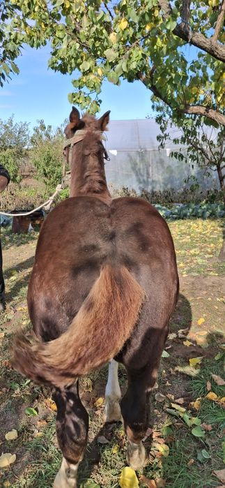 Manz tanar de vanzare