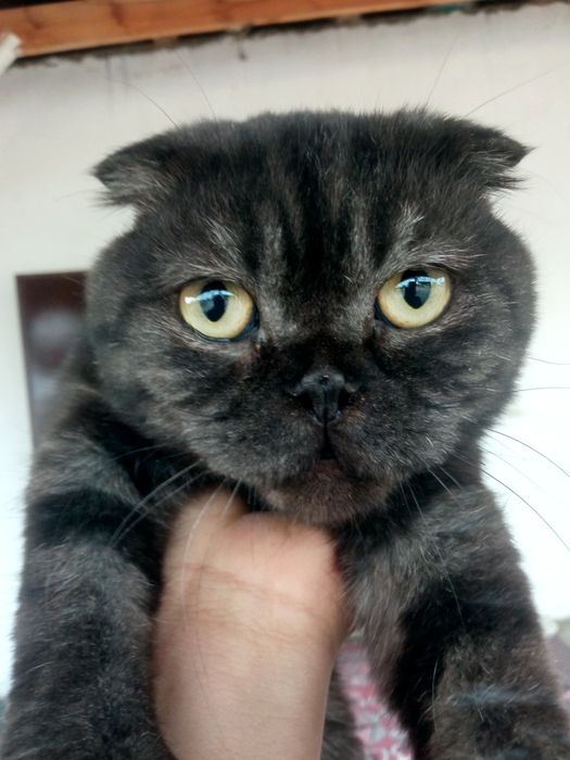 Умный кошка парода