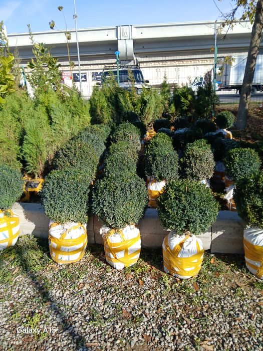 Har xil turdagi  gullar va archalar sotiladi