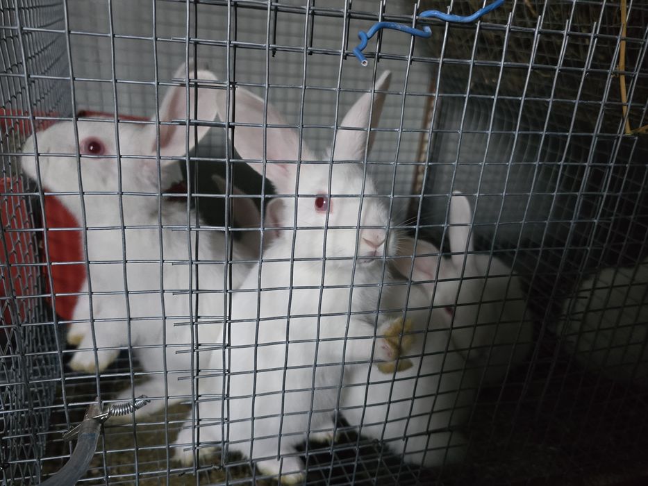 Alb Pannon Hycole Francez iepuri de carne