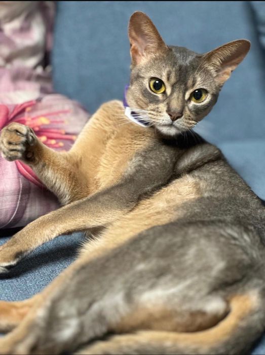 Потерялась кошка верните за вознаграждение 50000 тг