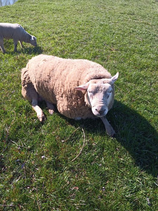 Berbec texel british