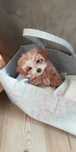 Maltipoo Toy pudel