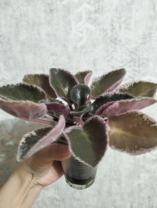 Продам сортовую фиалку