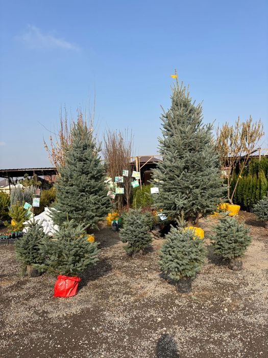 Голубая ель  новогодняя ёлка высокий ассортимент  звоните прямо сейчас