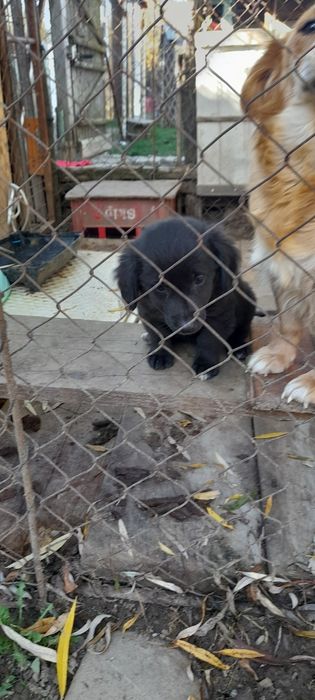 Donez  2 pui de câine