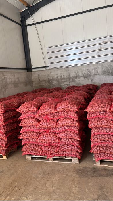 Cartofi samanta clasa B