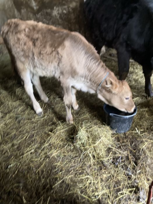 Vand 3 vitele o angusta o baltata si o saraloza