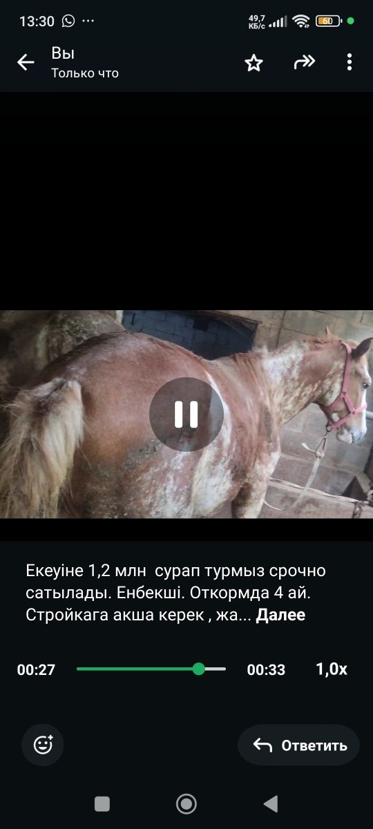 Дончак 2 жас екі бас срочно . Жылкы ат жылқы дончак