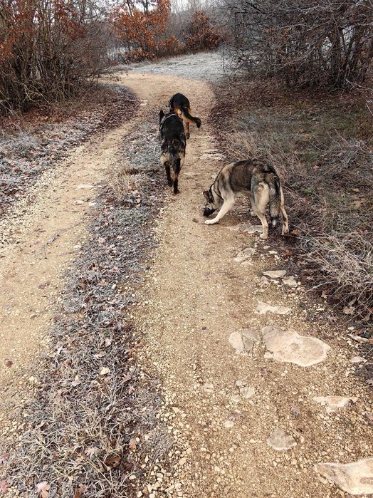 Подарявам малки немски овчарки