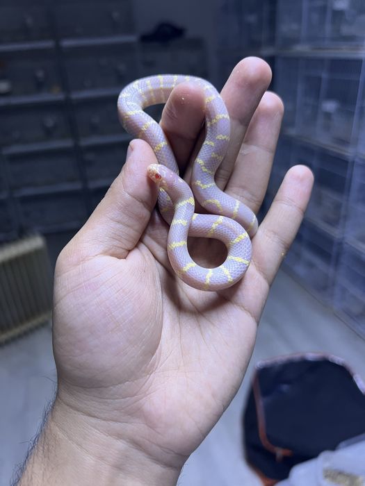 Калифорнийские змеи albino