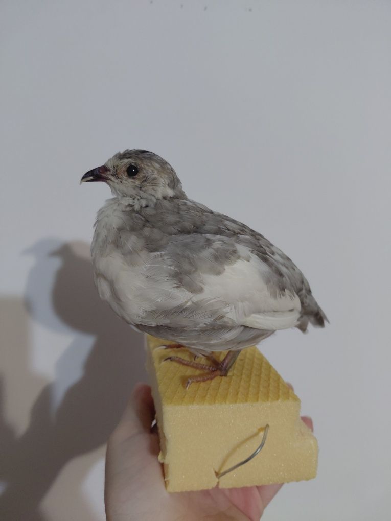 Mascul prepelita impaiat taxidermie