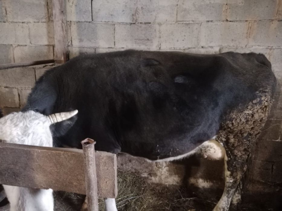 Продам карову. Сиыр сатылады