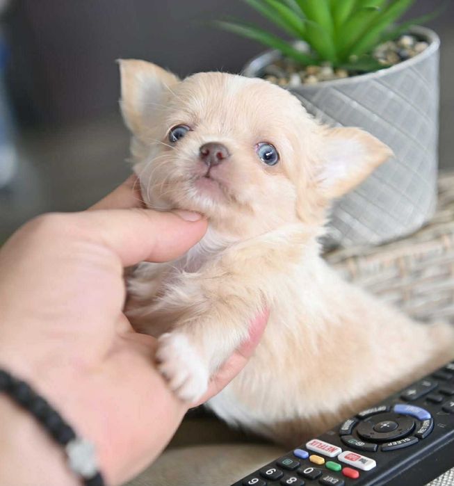 Мъжко дългокосместо мини чихуахуа изабел